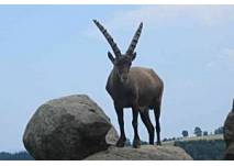 Wildpark Altenfelden, copyright: Petra Wildpark Altenfelden