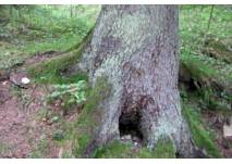 Naturlehrpfad Attnang - Puchheim, copyright: Diana Naturlehrpfad Attnang - Puchheim