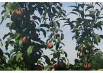 Obstsorten - Garten Braunau