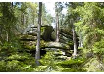 Waldlehrpfad Bregenz - Über den Stadtforst zum Gebhardsberg (c) SK Waldlehrpfad Bregenz - Über den Stadtforst zum Gebhardsberg