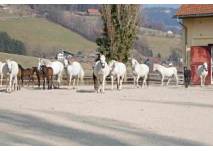 Lipizzaner im Gestüt Piber (c) Spanische Hofreitschule – Bundesgestüt Piber Lipizzaner im Gestüt Piber