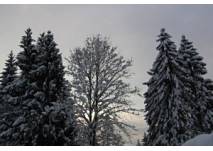 Winterwanderung in Faistenau, copyright: Diana Winterwanderung in Faistenau