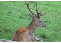 Alpenwildpark Feld am See, copyright: Diana Alpenwildpark Feld am See