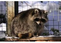 (c) Wildpark Feldkirch Wildpark Feldkirch