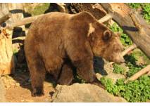 Cumberland Wildpark