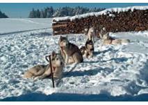 Huskyranch Waldviertel