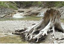 Wanderungen auf der Höss, copyright: Nationalpark Kalkalpen Wanderungen auf der Höss