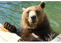 Kenny Bär, copyright: Verein zum Schutz und zur Erhaltung von Braunbären in Österreich Kenny Bär