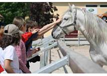 Lipizzanerwelt Kindererlebnisweg (c) Spanische Hofreitschule – Bundesgestüt Piber Lipizzanerwelt Kindererlebnisweg