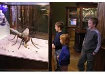 Kinderführungen (c) Naturhistorisches Museum Wien Kinderführungen Naturhistorisches Museum Wien