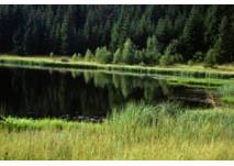 Rubenerteich im Tannermoor