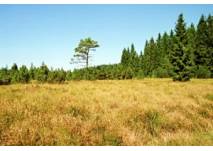 Wanderung durch das Tannermoor