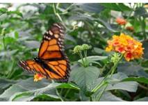 Botanischer Garten Linz, copyright: Diana Botanischer Garten in Linz