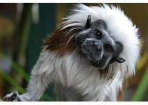 Zoo Linz