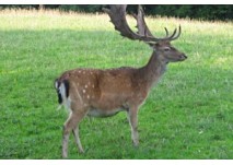 Klagenfurt Wildpark Schloss Mageregg