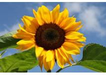 Sonnenlehrpfad Mariapfarr