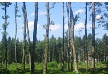 Mattighofen Waldlehrpfad Hofau