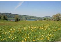 Wanderung Tannenweg in Mondsee, copyright: www.mondsee.at Wanderung Tannenweg in Mondsee