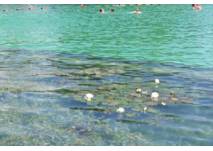 Naturbad Sarleinsbach, copyright: Diana Naturbad Sarleinsbach