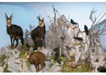 (c) Naturmuseum Neuberg Naturmuseum Neuberg