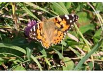 Naturpark Dobratsch