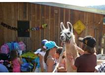 Kindergeburtstag mit Lamas am Elfenhof in Neusiedl bei Güssing