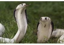 Reptilienzoo Nockalm