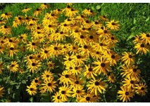 Blumenlehrpfad Rauris, copyright: Diana Blumenlehrpfad Rauris