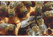 Bienenlehrpfad in Reith