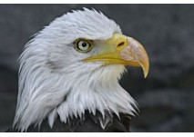 (c) Greifvogelwarte Riegersburg Greifvogelwarte Riegersburg
