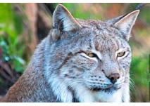 Wildpark Schloss Rosegg