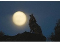 Tierwelt Herberstein Mondscheinführung