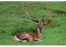 Wildpark Untertauern