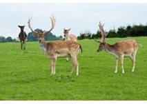 Wildpark Hochrieß