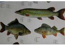 Fischlehrpfad Wilhering