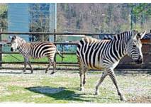 Doppelmayr Zoo Wolfurt (c) Doppelmayr Seilbahnen GmbH Doppelmayr Zoo Wolfurt
