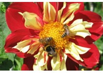 Zwettl Bienen-Erlebnisweg, copyright: Diana Zwettl Bienen-Erlebnisweg