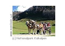 Waldwildnis im Nationapark Kalkalpen