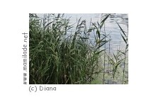 Lehrpfad UferNatur in Bregenz