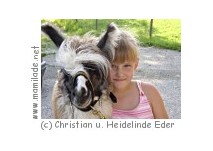 Lamawanderung beim Kindergeburtstag
