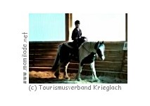 Schule: Freizeitpartner Pferd Krieglach Schule: Freizeitpartner Pferd Krieglach