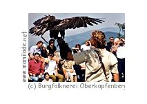 Burgfalknerei Oberkapfenberg Burgfalknerei Oberkapfenberg