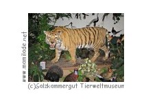 Salzkammergut Tierweltmuseum Salzkammergut Tierweltmuseum