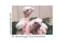 Greifvogel Zuchtstation Hagenbachkl. ü Greifvogel Zuchtstation Hagenbachklamm