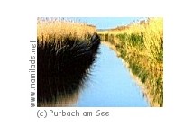 Schilflehrpfad in Purbach am See ü Schilflehrpfad in Purbach am See