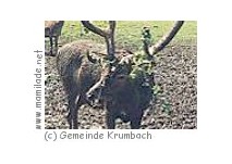 Krumbach: Wanderung zum Wildgehege