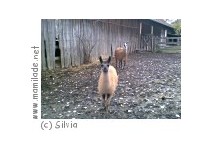 Streichelzoo beim Gasthaus zur Tenne in Bad Tatzmannsdorf