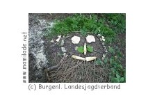 Werkstatt Natur bei Marz im Burgenland
