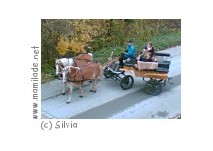 Mittersill Pferdeschlittenfahrt Mittersill Pferdeschlittenfahrt