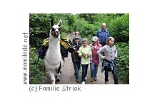 Lamawanderung zum Kindergeburtstag in Donnerskirchen Lamawanderung zum Kindergeburtstag in Donnerskirchen
